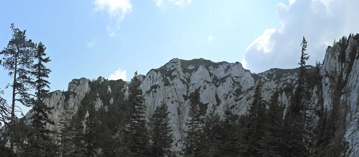 Pale limestone ridge of Piatra Craiului rising behind fir trees under a blue sky