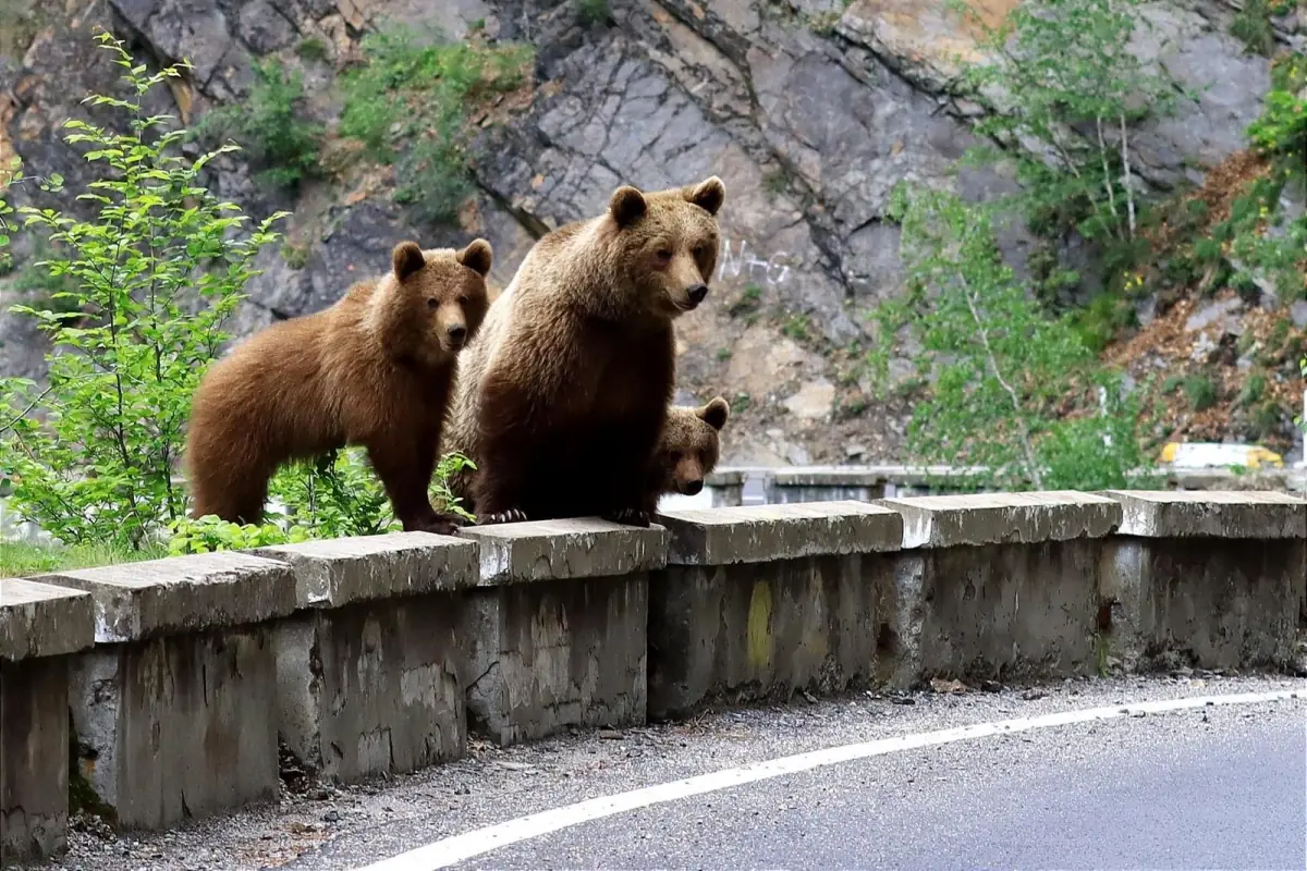 Brown bear family resting on a roadside wall below a rock face in the Carpathians